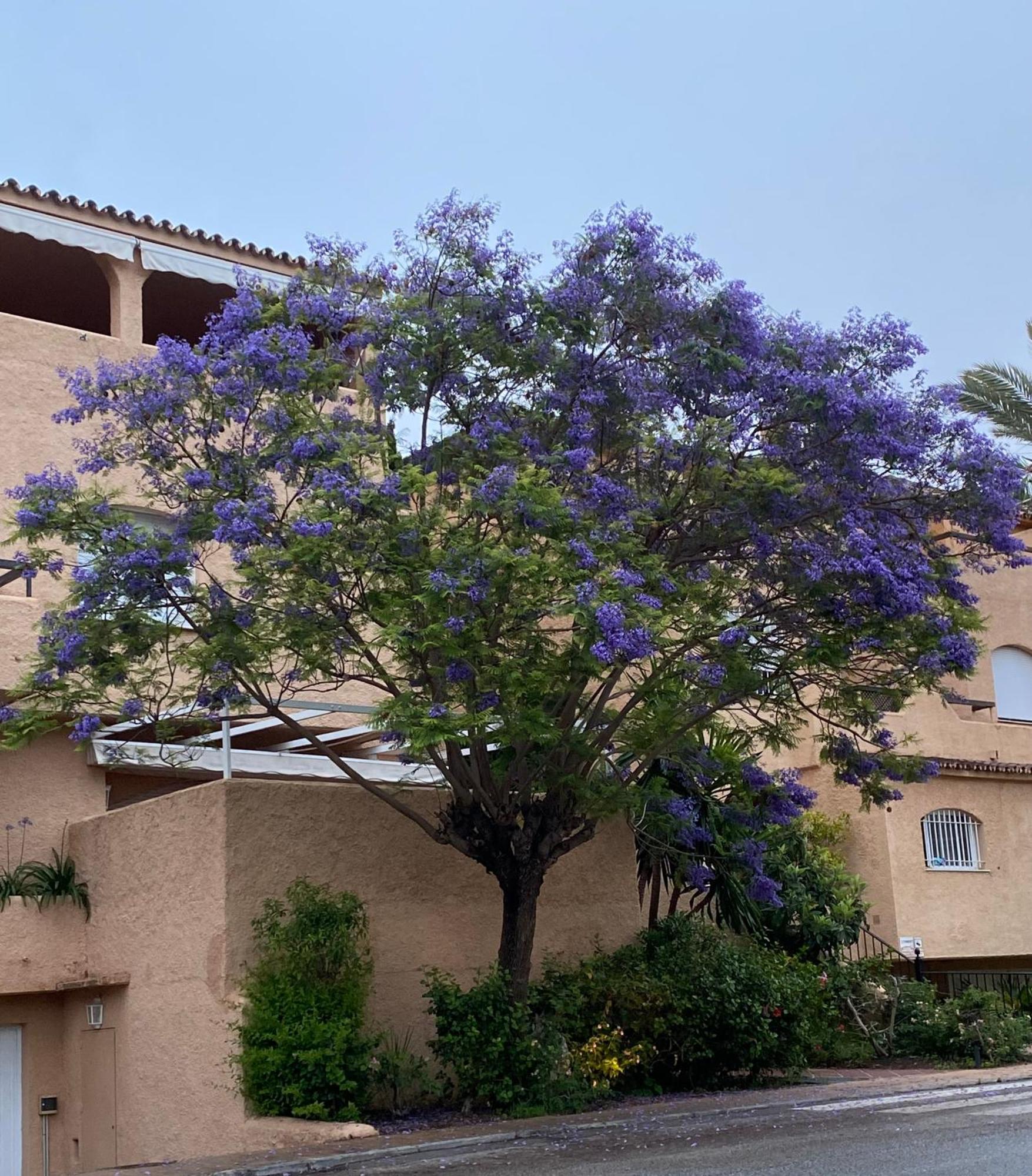 Apartamento Hacienda El Palmeral Puerto Banus Marbella Dış mekan fotoğraf